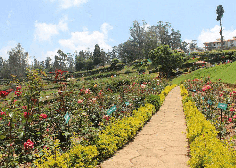 Government Rose Garden